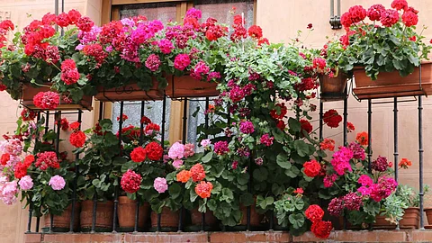 Some ideas for setting up a balcony garden
