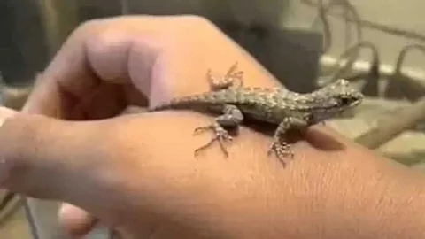 Benefits of telling a lizard