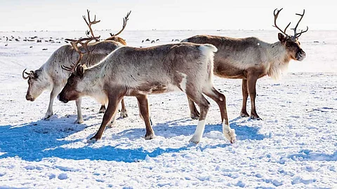 Reindeer are in danger of extinction