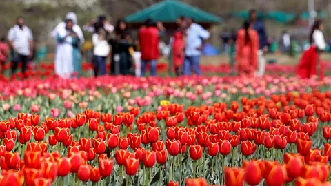 Tulip Moham