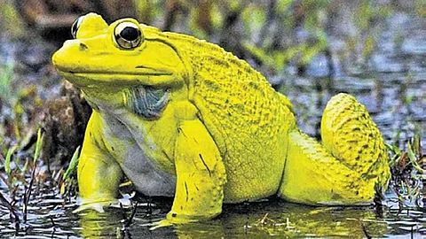 Frogs that protect the environment