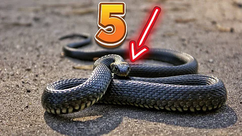 Snakes