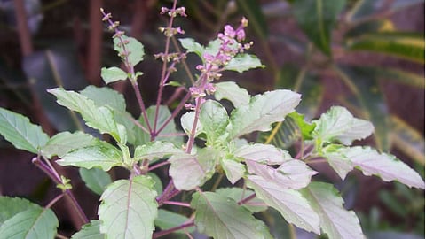 Things to know about Tulasi