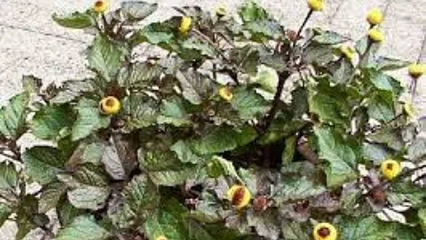 A rare herbs that rejuvenate the brain