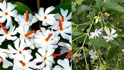 The amazing Parijata tree
