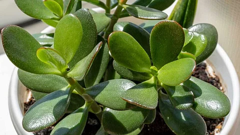Jade plant brings wealth and happiness