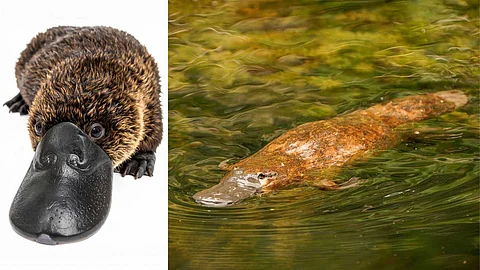 Egg-laying mammal...