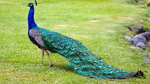 Peacock and it's types