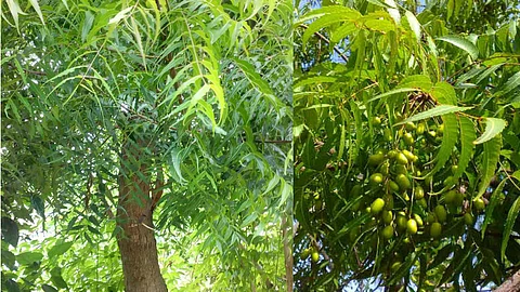 The miracles of the neem tree