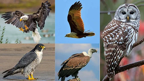 Birds that balance the environment