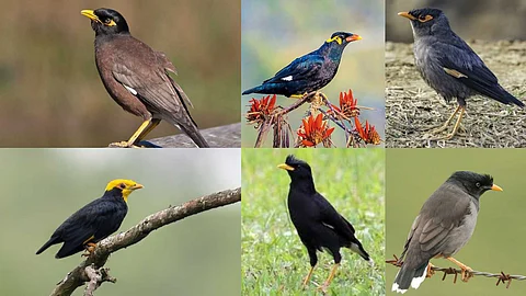 Amazing Mynas