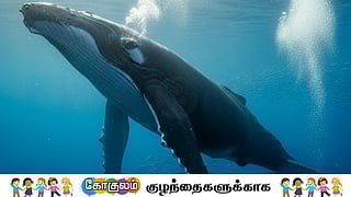 A gigantic whale swimming in water