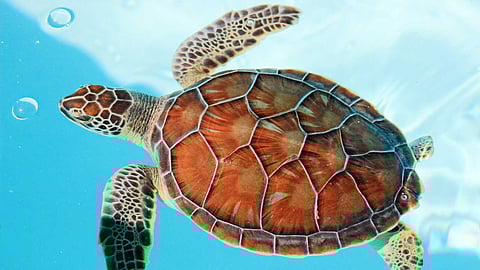 Turtles on the verge of extinction