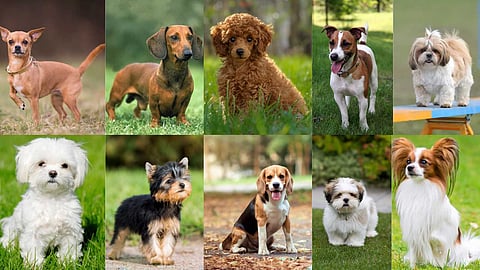 Dogs with long lifespans