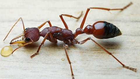 Giant ants with strange characteristics
