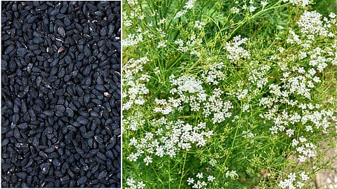 Black cumin repels diseases