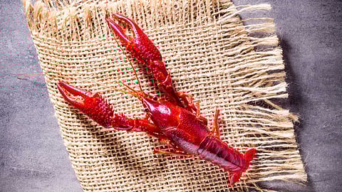 Interesting facts about Cray fish