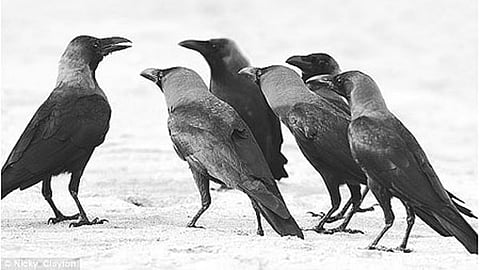 crow