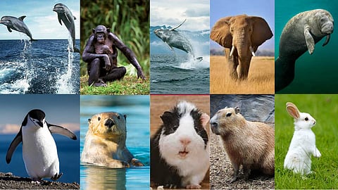 Affectionate animals
