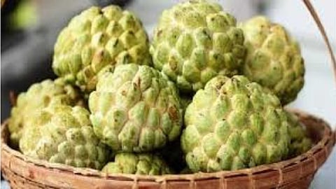 Seetha fruit improves memory