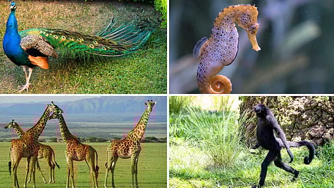 Animal tails