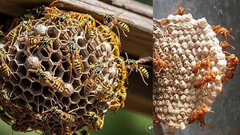 Tips for removing a wasp nest