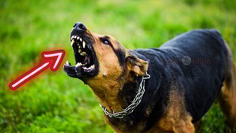 Rabies