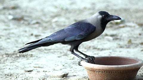 Miraculous properties of the crow
