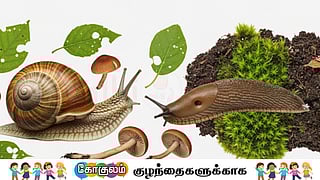 Different Types of Snails