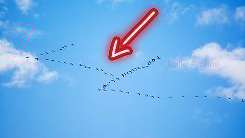 Birds V shape Flying