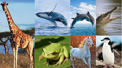 Some creatures whose eyes are open while sleeping
