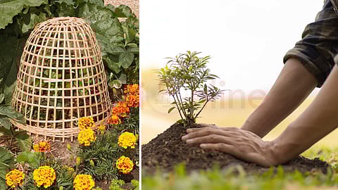 Simple tips for maintaining a garden