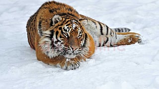 Amazing facts about wild animals