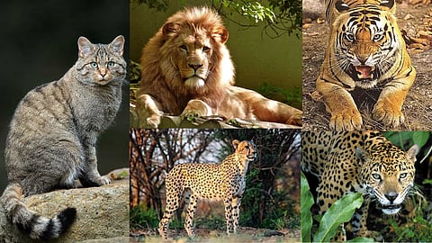 Geographic distribution of big cats