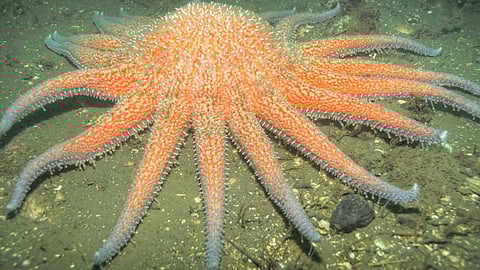 Giant star fishes