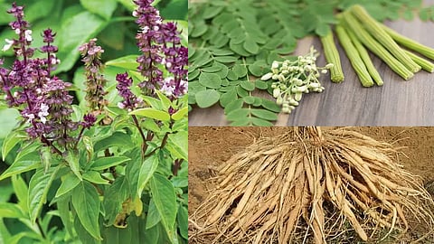 திருநீற்றுப்பச்சிலை, தண்ணீர் விட்டான் கிழங்கு, முருங்கை