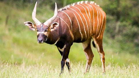 Surprising facts about bongo deer