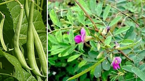 Ayurvedic miracle