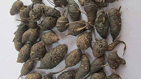 Korai Kizhangu benefits