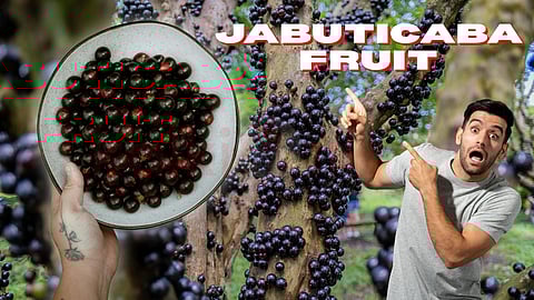 Jabuticaba Fruit