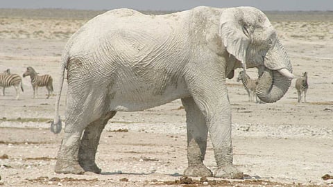 Sacred creature is the white elephant