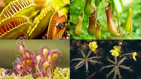 Carnivorous plants