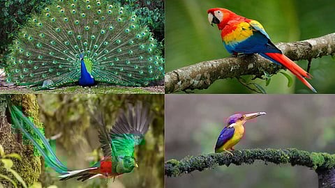 Birds with beautiful wings