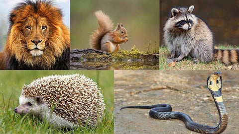 Animals that cannot be kept as pets