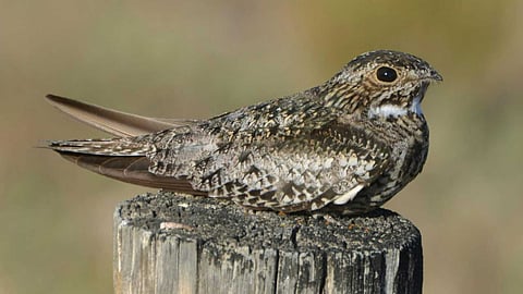The mystery of the life of the Nightjar bird