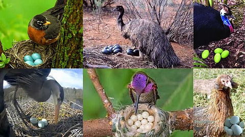 Various bird eggs