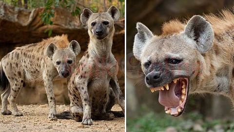 Dominant female hyenas