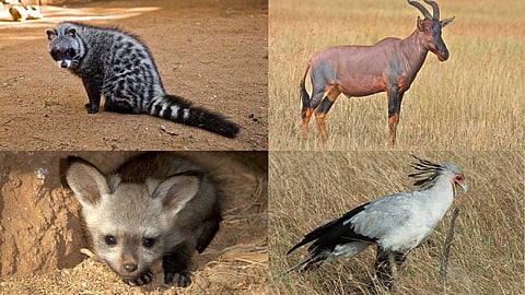 Rare creatures