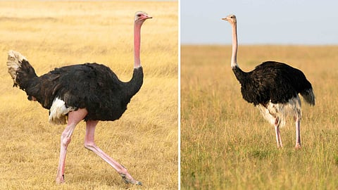 Interesting facts about Ostriches