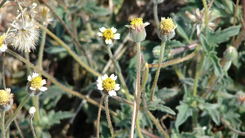 Life-saving herb Tridax procumbens